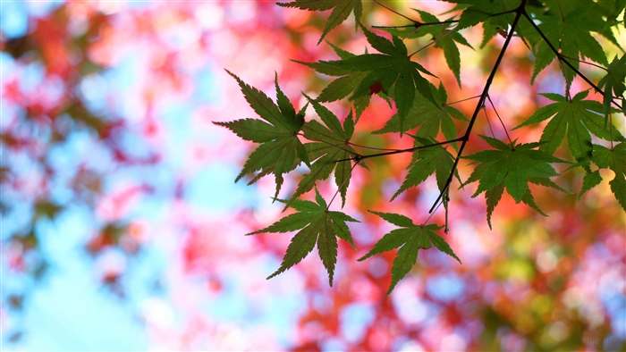 Green Maple Leaves with Blurred Autumn Background 4K