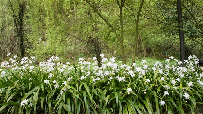 White flowers in a forest setting 4K