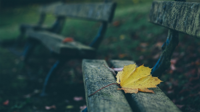 Yellow leaf on a park bench in autumn 4K