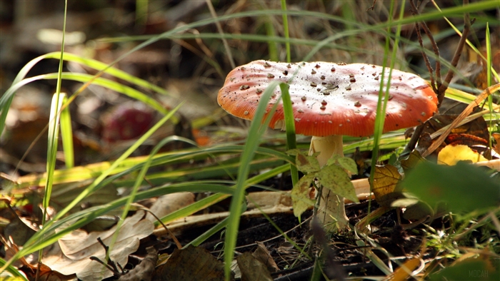 Fly agaric mushroom in grass 4K