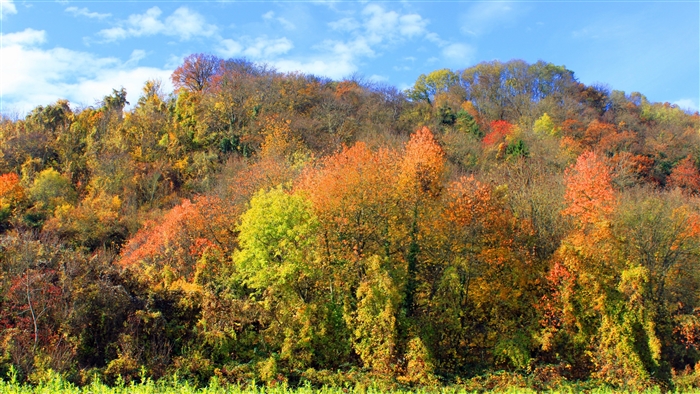 Autumn trees on a hillside with blue sky