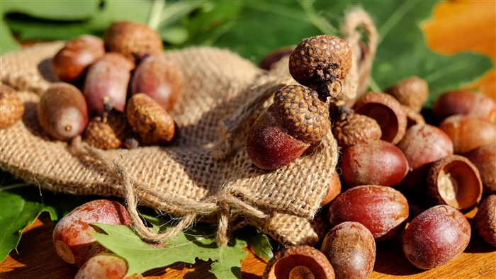 Acorns in a burlap bag with oak leaves