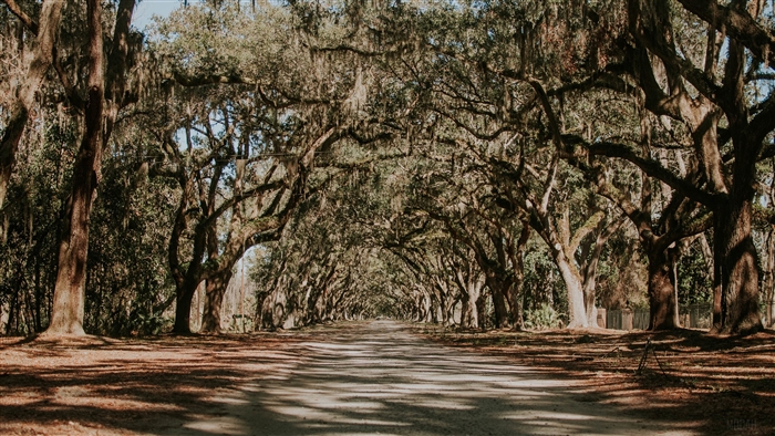 Tree tunnel with Spanish moss and dirt road