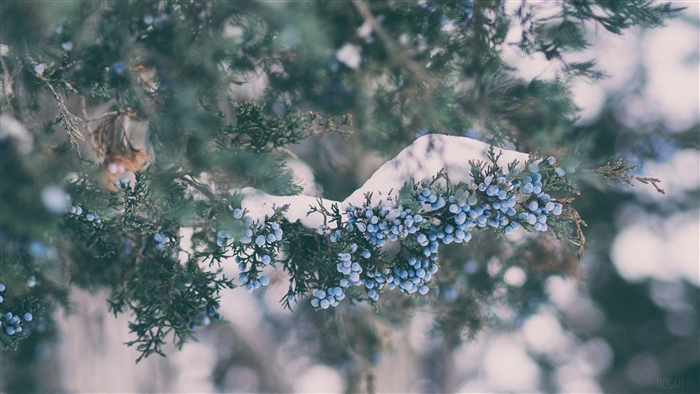 Branch with blue berries and snow