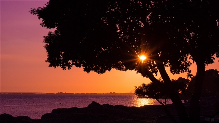 Sunset over the ocean behind a tree