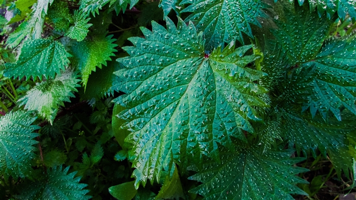 Close-up of wet nettle leaves with drops 4K