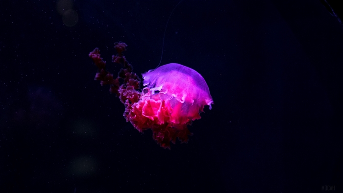 Glowing pink jellyfish underwater 4K