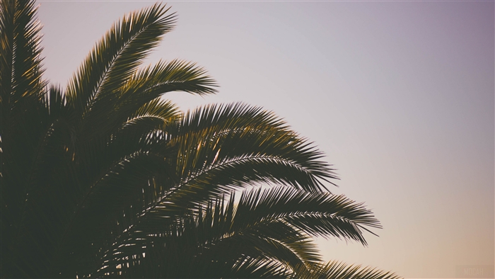 Palm tree branches against the sky 4K