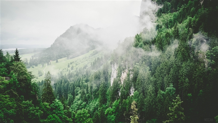 Misty Mountains and Forest Landscape 4K