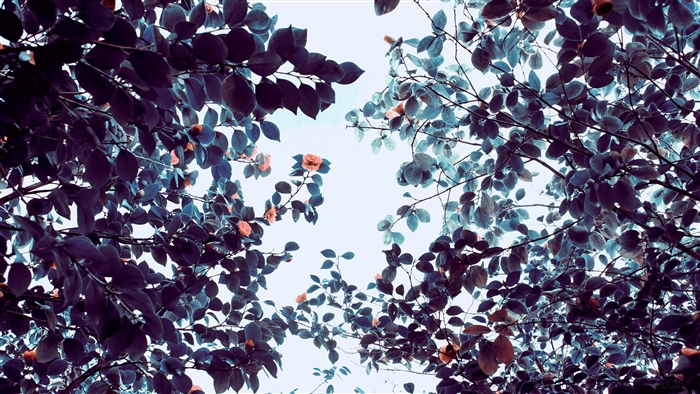 Roses and trees branches 4K