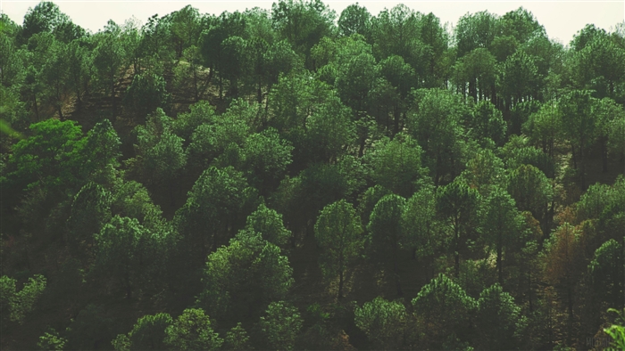 Top view of a dense forest with green foliage