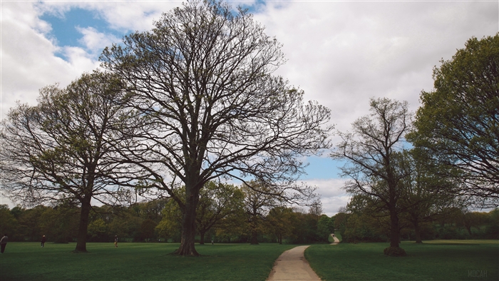 Park path with trees and sky