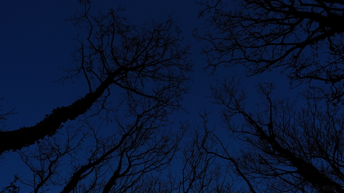 Silhouette of trees against a dark blue night sky 4K