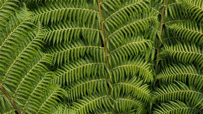 Close-up of green fern leaves