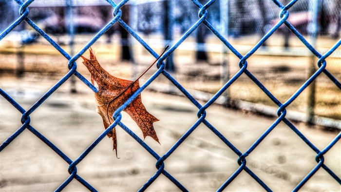 Autumn leaf caught on a blue chain-link fence