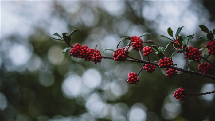 Red berries on a branch with bokeh