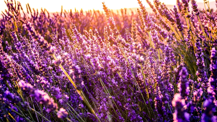 Lavender field in sunny 4K