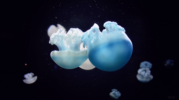 Close-up of blue and white jellyfish swimming underwater