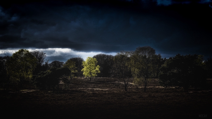 Trees under dark clouds