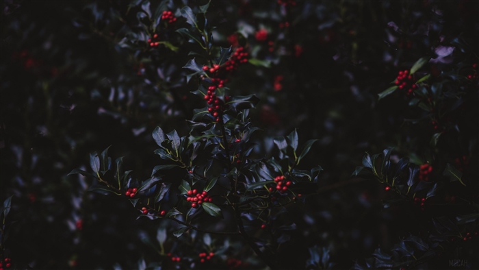 Holly bush with red berries
