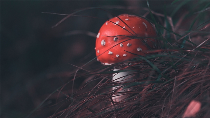 Fly agaric mushroom in grass, 4K