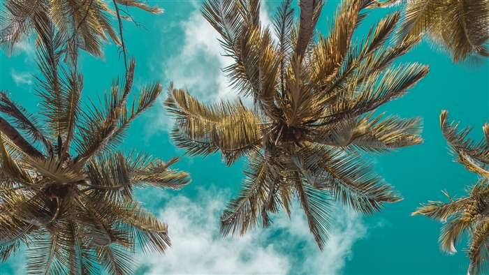 Palm Trees Against a Turquoise Sky 4K
