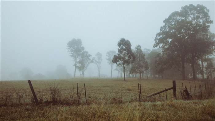 Trees in fog on a field at dawn 4K