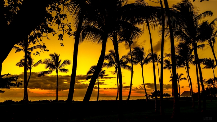 Tropical Palm Trees at Sunset 4K