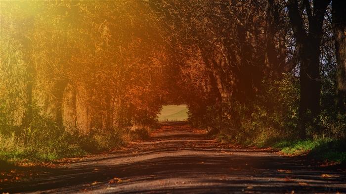 Autumn road tunnel with sunlight