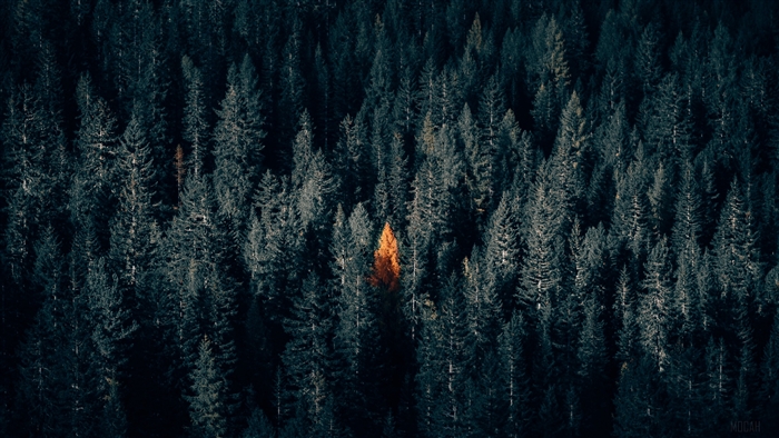 Aerial view of a dark forest with a single bright orange tree
