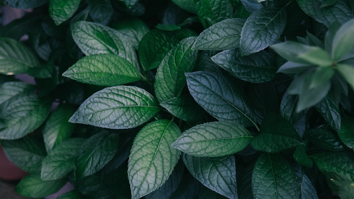 Green leaves of a plant, 4K