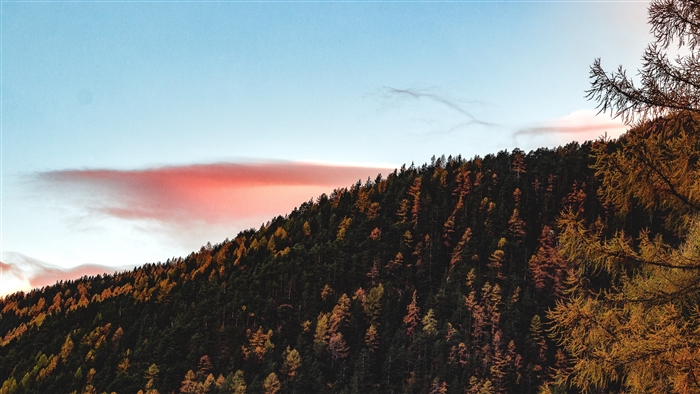 Autumn forest on a hill under a colorful sky