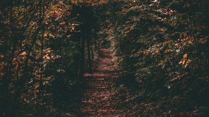 Path through autumn forest with foliage