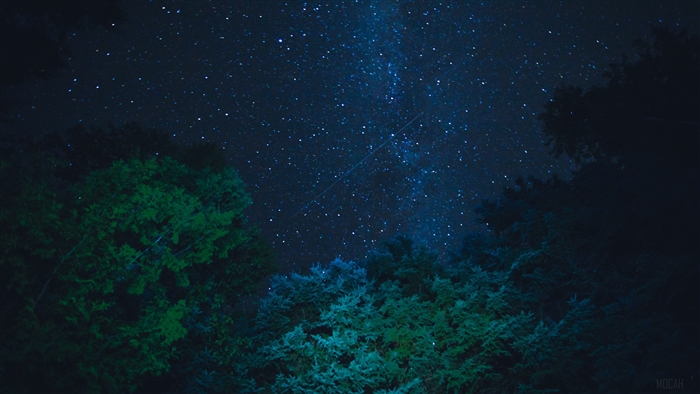 Starry night sky over trees 4K