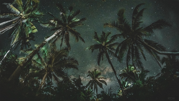 Palm trees against a starry night sky