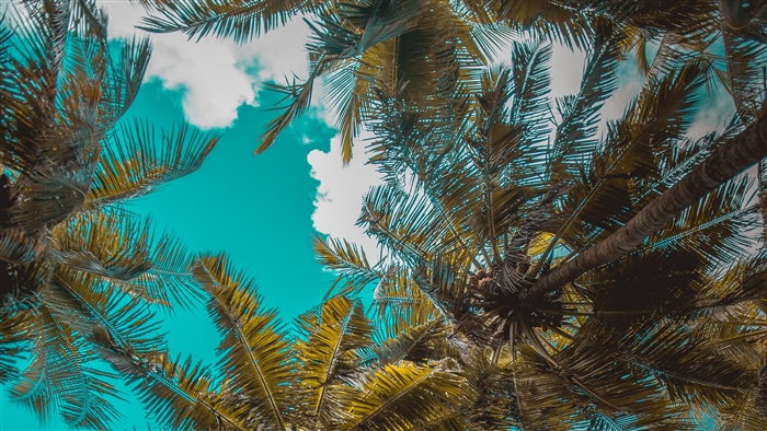 Palm trees against a bright blue sky with clouds