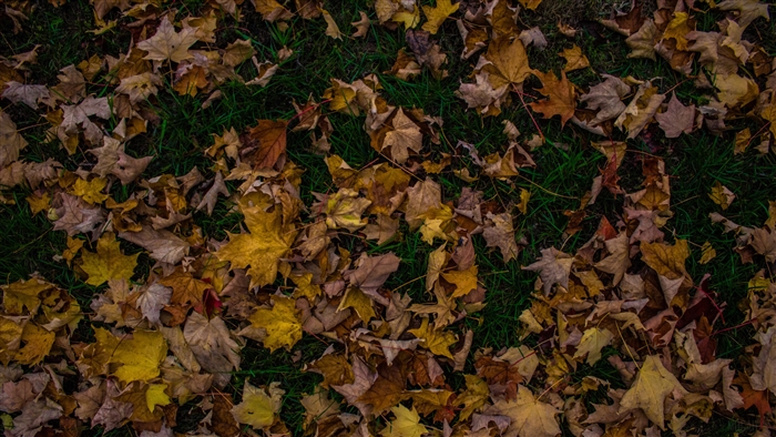 Fallen autumn maple leaves on green grass 4K