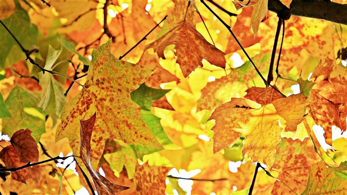 Autumn maple leaves on branches 4K