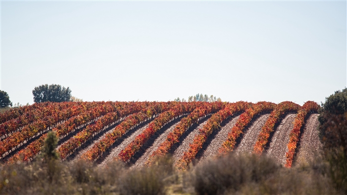 Vineyard field with autumn leaves 4K