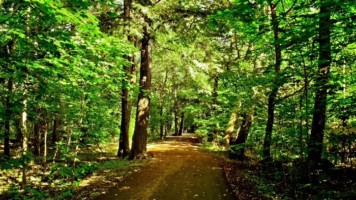 Forest path with trees and sunlight