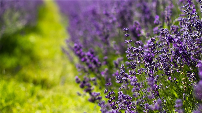 Lavender field in bloom, summer 4K