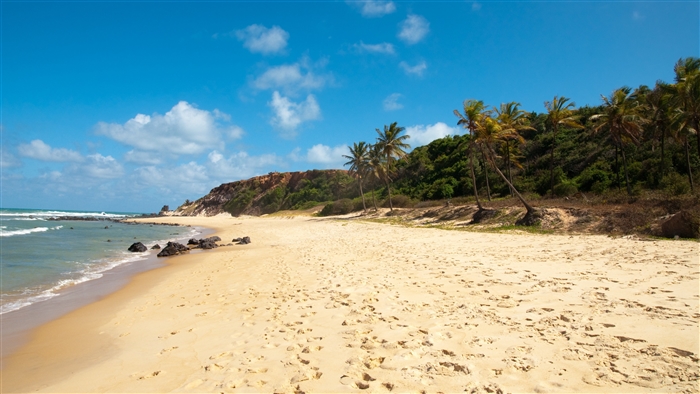 Beach with palm trees and ocean in Brazil 4K