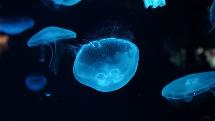 Beautiful 4K Jellyfish Underwater