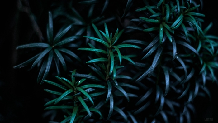 Dark Green Plant Branches 4K