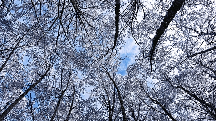 Trees covered in hoarfrost against a blue sky, bottom view 4K