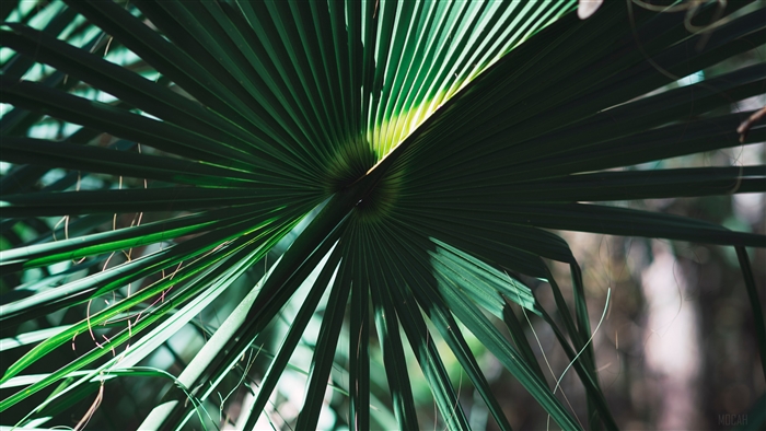 Close-up of a green palm leaf with shadows