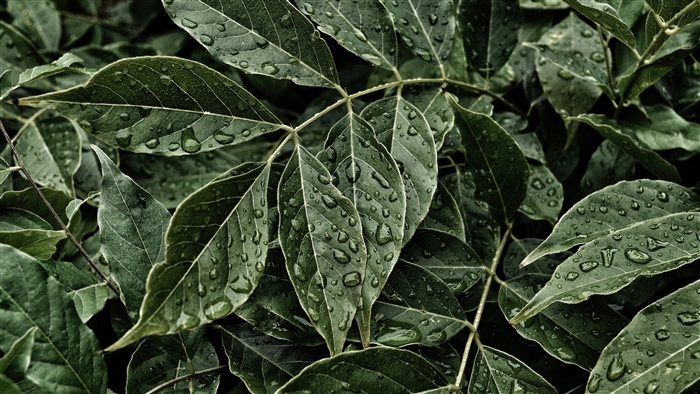 Close-up of wet green leaves with water drops