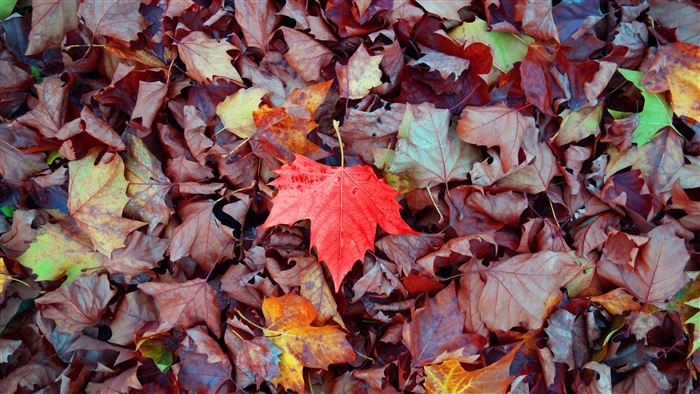 Red Maple Leaf Among Fallen Autumn Leaves 4K