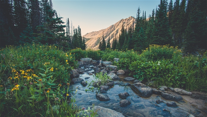Creek flowing through a mountain meadow with wildflowers