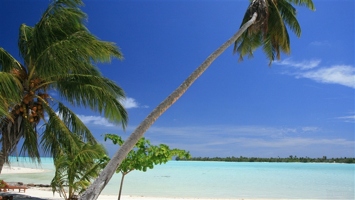 Tropical beach with palm trees and turquoise water